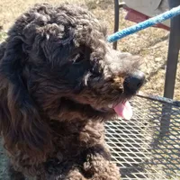 Cocoa, a male Cockapoo for sale in Waco, TX – 5 of 7