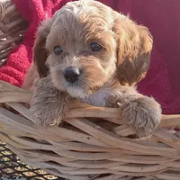 Creek, a male Cockapoo for sale in Waco, TX – 8 of 8