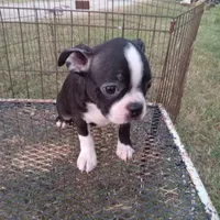 Socks, a female Boston Terrier for sale in Waco, TX – 2 of 6