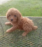 Boots, a male Poodle - Toy  for sale in Waco, TX – 4 of 5