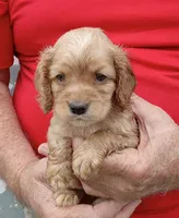 River , a male Cocker Spaniel for sale in Waco, TX – 3 of 3