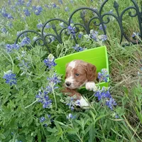 Thunder, a male Cockapoo for sale in Waco, TX – Photo 6 of 6