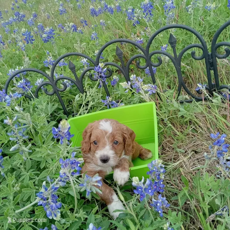 Thunder – Cockapoo puppy for sale in Waco, TX