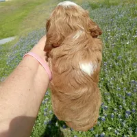 Thunder, a male Cockapoo for sale in Waco, TX – Photo 4 of 6