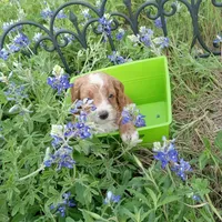 Thunder, a male Cockapoo for sale in Waco, TX – Photo 3 of 6