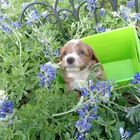 Thunder, a male Cockapoo for sale in Waco, TX – Photo 2 of 6
