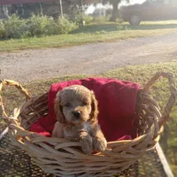 River, a female Cockapoo for sale in Waco, TX – 7 of 8