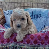 Summer, a female Cockapoo for sale in Waco, TX – 5 of 8
