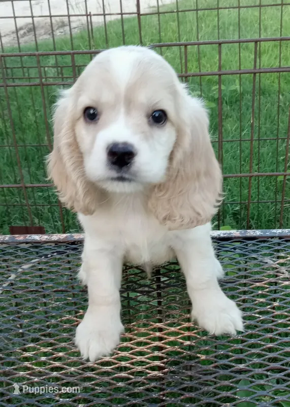 Sunny – Cocker Spaniel puppy for sale in Waco, TX