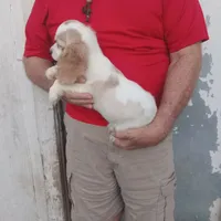 Summer, a female Cocker Spaniel for sale in Waco, TX – 5 of 6