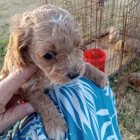 Cowboy, a male Cockapoo for sale in Waco, TX – Photo 2 of 2