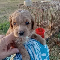 Cowboy, a male Cockapoo for sale in Waco, TX – Photo 1 of 2