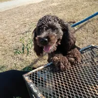 Cocoa, a male Cockapoo for sale in Waco, TX – 4 of 7