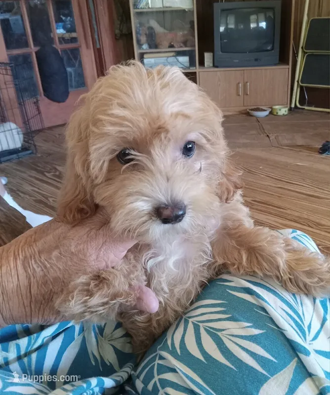 Jasper – Maltipoo puppy for sale in Waco, TX