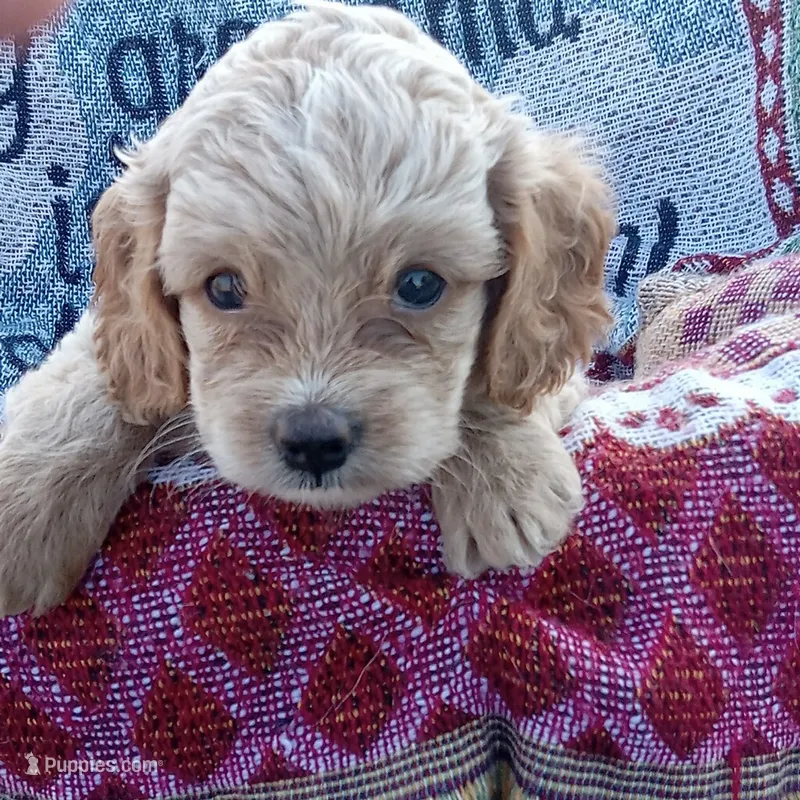 Spring – Cockapoo puppy for sale in Waco, TX