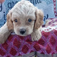 Spring, a female Cockapoo for sale in Waco, TX – 1 of 8