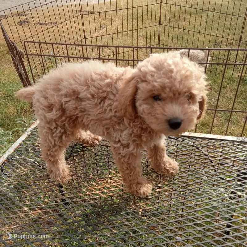 Thunder – Cockapoo puppy for sale in Waco, TX