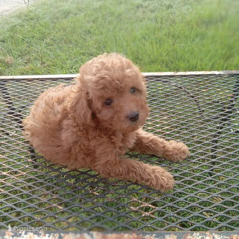 Boots – Poodle - Toy  puppy for sale in Waco, TX