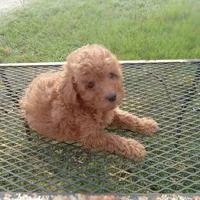Boots, a male Poodle - Toy  for sale in Waco, TX – 1 of 5