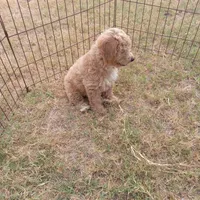 Wind, a male Cockapoo for sale in Waco, TX – 4 of 7