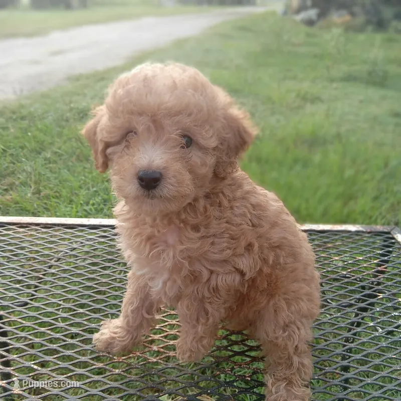 Buckles – Poodle - Toy  puppy for sale in Waco, TX