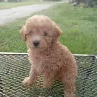 Buckles, a male Poodle - Toy  for sale in Waco, TX – 1 of 4