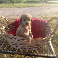River, a female Cockapoo for sale in Waco, TX – 4 of 8