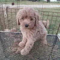 Summer, a female Cockapoo for sale in Waco, TX – 2 of 4