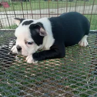 Spot, a male Boston Terrier for sale in Waco, TX – 4 of 6