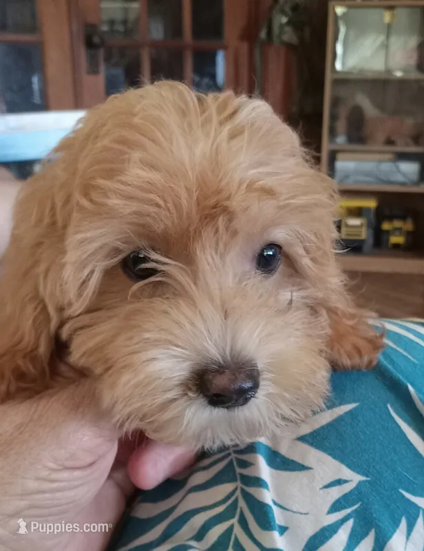 Cowboy – Maltipoo puppy for sale in Waco, TX