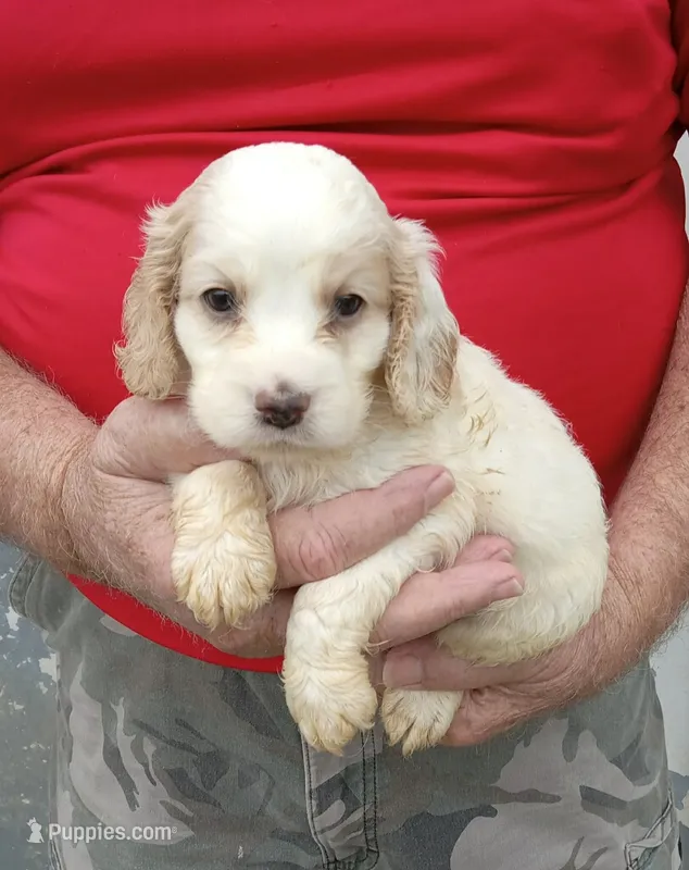Rain – Cocker Spaniel puppy for sale in Waco, TX