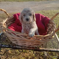 Lake, a male Cockapoo for sale in Waco, TX – 6 of 8