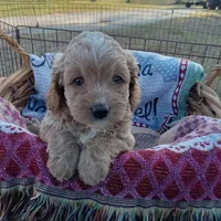 Summer, a female Cockapoo for sale in Waco, TX – 2 of 8
