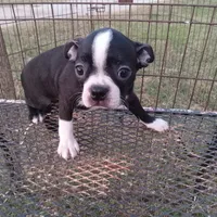 Socks, a female Boston Terrier for sale in Waco, TX – 4 of 6