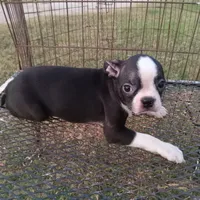 Stockings, a female Boston Terrier for sale in Waco, TX – 4 of 6