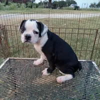 Spot, a male Boston Terrier for sale in Waco, TX – 3 of 7
