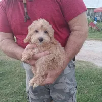 Jasper, a male Maltipoo for sale in Waco, TX – 4 of 6