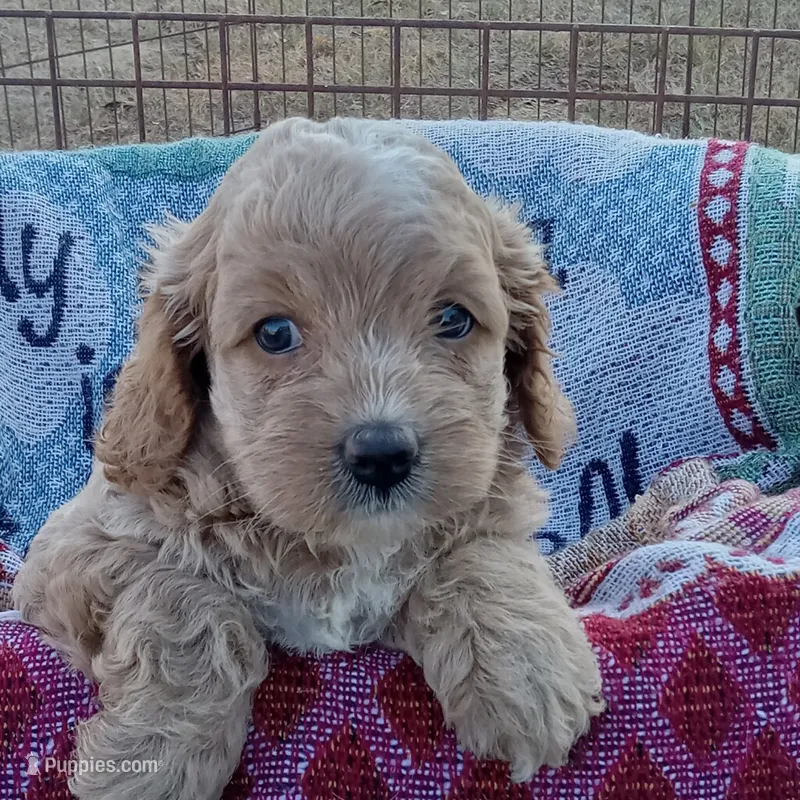 Summer – Cockapoo puppy for sale in Waco, TX