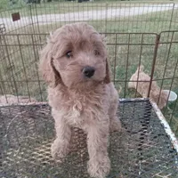Summer, a female Cockapoo for sale in Waco, TX – 3 of 4