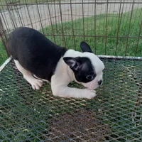 Flashie, a female Boston Terrier for sale in Waco, TX – 6 of 6