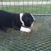 Panda, a female Boston Terrier for sale in Waco, TX – 2 of 5