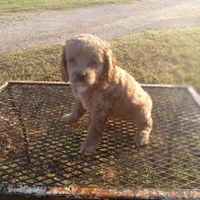 River, a female Cockapoo for sale in Waco, TX – 2 of 8