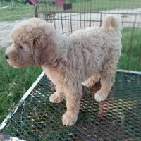 Cowgirl, a female Maltipoo for sale in Waco, TX – 4 of 4
