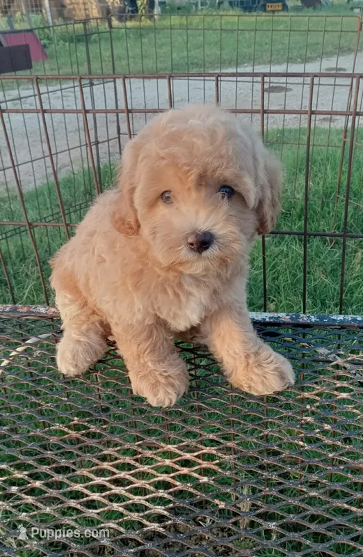 Cowboy – Maltipoo puppy for sale in Waco, TX