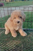 Cowboy, a male Maltipoo for sale in Waco, TX – 1 of 6