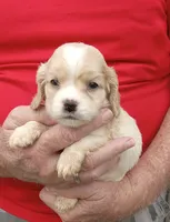 Sunny, a male Cocker Spaniel for sale in Waco, TX – 3 of 3