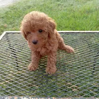 Boots, a male Poodle - Toy  for sale in Waco, TX – 5 of 5