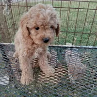 Thunder, a male Cockapoo for sale in Waco, TX – 2 of 3