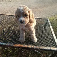 Tank, a male Cockapoo for sale in Waco, TX – 8 of 8