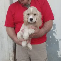 Sunny, a male Cocker Spaniel for sale in Waco, TX – 3 of 6